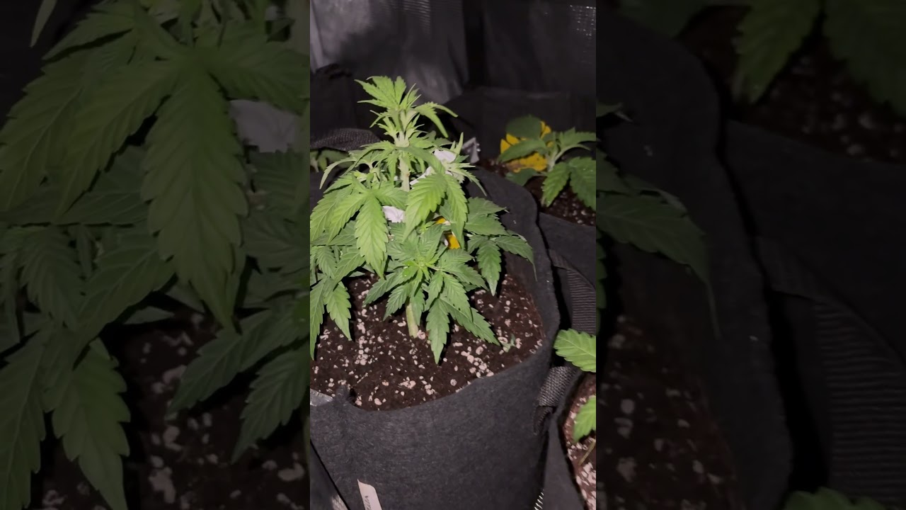 Using Marshydro Tsl-2000 