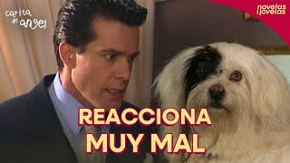 Luciano enfurece al saber que Chiripa tuvo perritos | Carita de Ángel