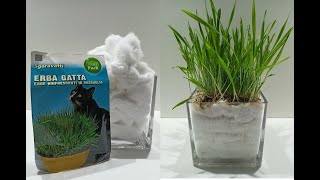 Growing grass for cats in cotton