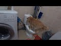 Рича пописял и зарыл унитаз!.. 29 01 2019г Rich's cat buried the toilet