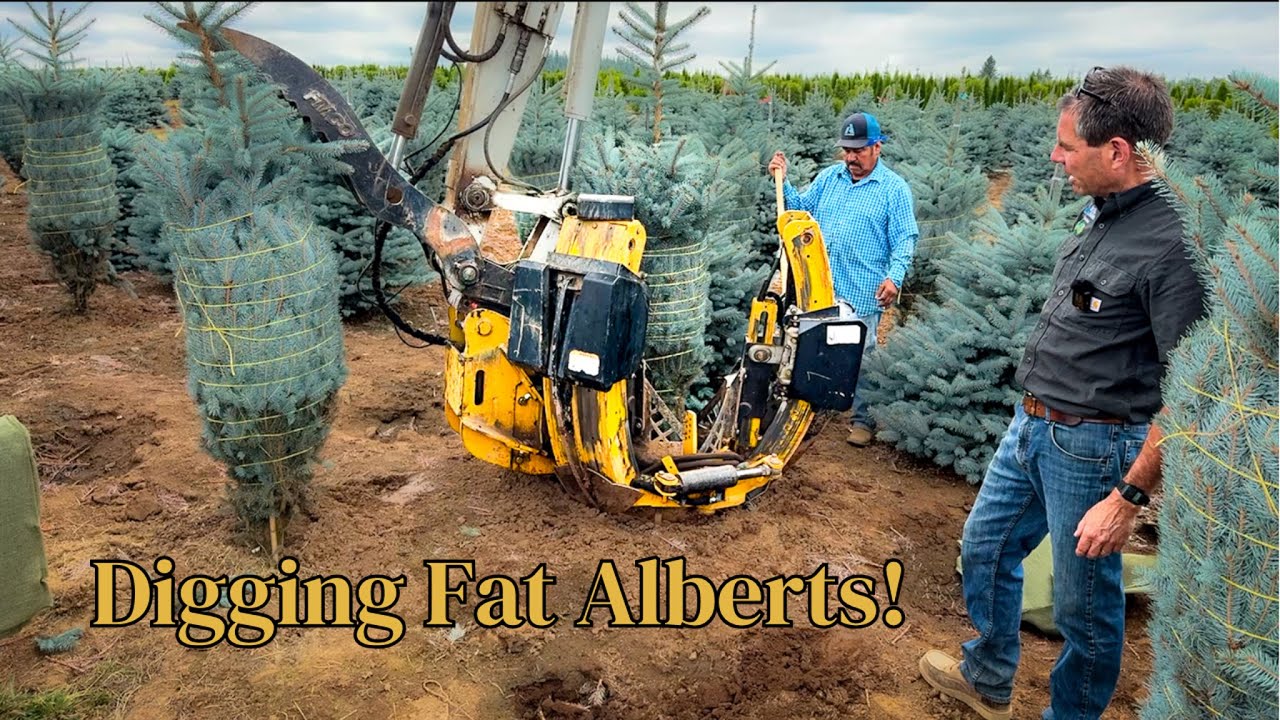 The Big Dig: See How We Harvest Fat Albert Spruce for Perfect Root Balls at Sester Farms!
