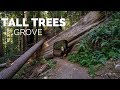 Tall Trees Grove in Redwoods National Park