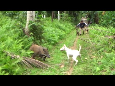 BABI HUTAN BERADU DENGAN ANJING PEMBURU DI BURUAN LOHONG