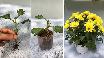 Cách nhân giống hoa cúc vàng từ cành giâm từ A - Z