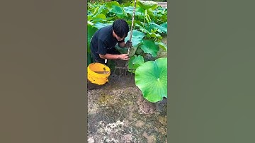 Mud Turtle Trap Traditionally! How to locate turtle under mud & catch eco-friendly 🐢