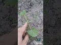 Sono cresciute le zucchine