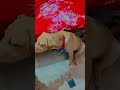 dog 🐕