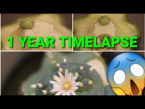 Video: Williams lophophora kaktus: taime kodumaa, kirjeldus, viljelusomadused, koduhooldus