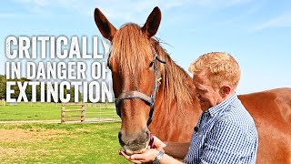 Saving Britain's Oldest Horse - Adam Henson's Farm Diaries - (Part One) by Cotswold Farm Park 52,871 views 7 months ago 6 minutes, 19 seconds