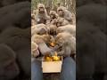 القرد المشاكس قرد يأكل خبر قرد كيوت هجوم القرود تربية القرود تربية الحيوانات Monkey القرد المشاكس قرد يأكل خبر قرد كيوت هجوم القرود تربية القرود تربية الحيوانات Monkey