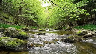 Peaceful Forest Atmosphere, Soft Water Flow, Natural Forest Sounds, Birds Chirping, Tranquil ASMR