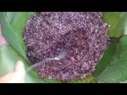 Video Cách nấu cơm rượu nếp cẩm siêu ngon siêu đơn giản! - youtube