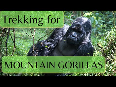 Mountain Gorilla Trekking | Uganda | Mgahinga Gorilla National Park