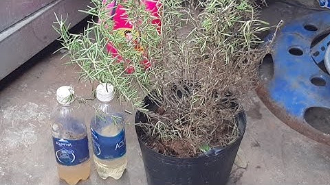 Xử Lý Phuc Hồi Cây Hương Thảo Héo Vàng Lá @TÒNG VĨ TV