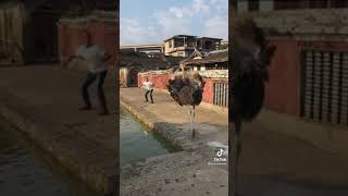 Ostrich chases man and trips lol !!!!