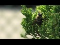 My Honey Bee in Action - (Slow Motion)