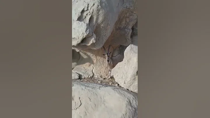 The markhor (Capra falconeri) King of mountains🐐