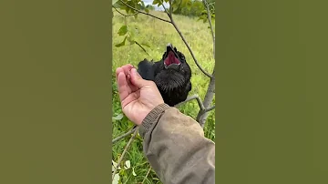 Не думал что получится, а он…