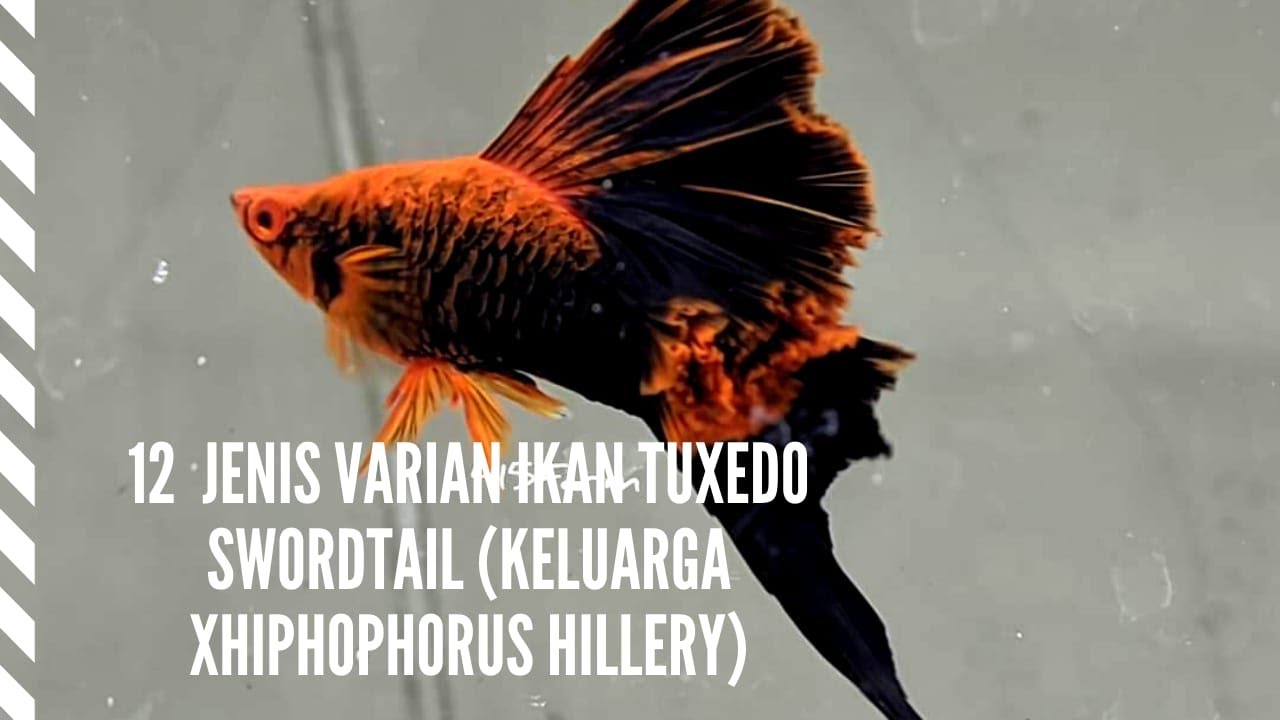 12 Jenis Varian Ikan Tuxedo Swordtail (Keluarga Xhiphophorus Hillery)