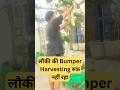 आज हुई लौकी की बंपर Harvesting 😱 | Terrace Garden Surprise! #terracegarden