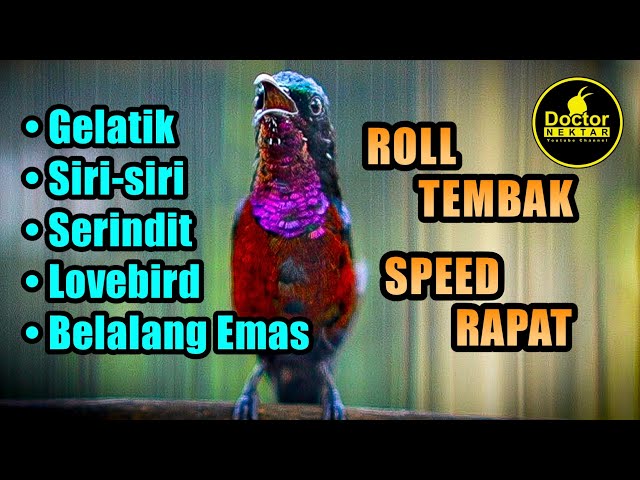 MASTERAN KONIN GACOR FULL ISIAN NEMBAK COCOK UNTUK PANCINGAN TEMBAKAN KOLIBRI BAHAN IJOAN / PASTOL class=