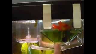 Baby RED WAG SWORDTAIL  - XIPHOPHORUS HELLERI swimming in nursery