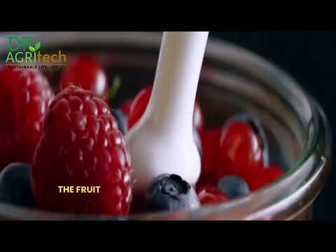 SHOCKING Large Grape Seedling Harvesting And Production Part 1