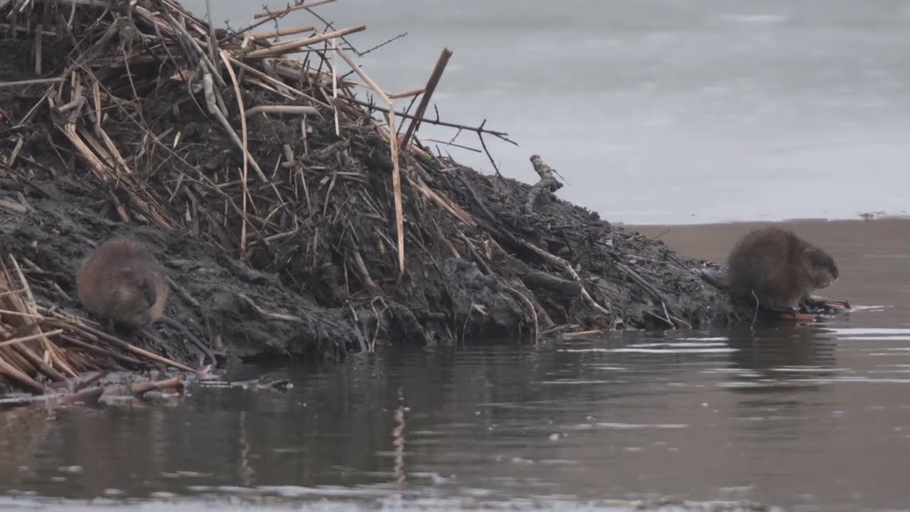 North American Beaver dives to its lodge while Muskrats freeze until the coast is clear