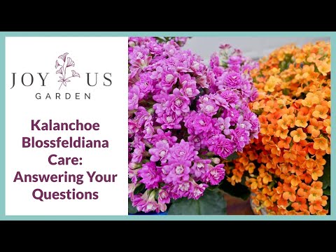 Video: Kalanchoe Blossfeld: foto, hemtjänst, medicinska egenskaper