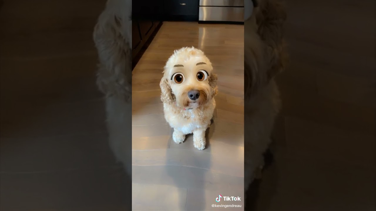 Disney filter dog 😘😍🥰🐶🐕