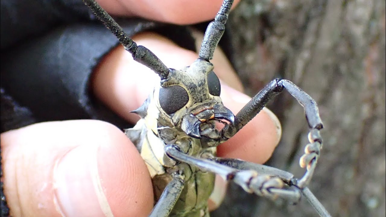 Japan's largest longhorn beetle is so scary - YouTube