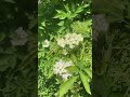 Elderflower blooms; May #slowliving #nature #alnwick #northumberland