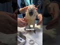 The parrot s crop is scalded and the risk factor is at its peak #The magical creatures