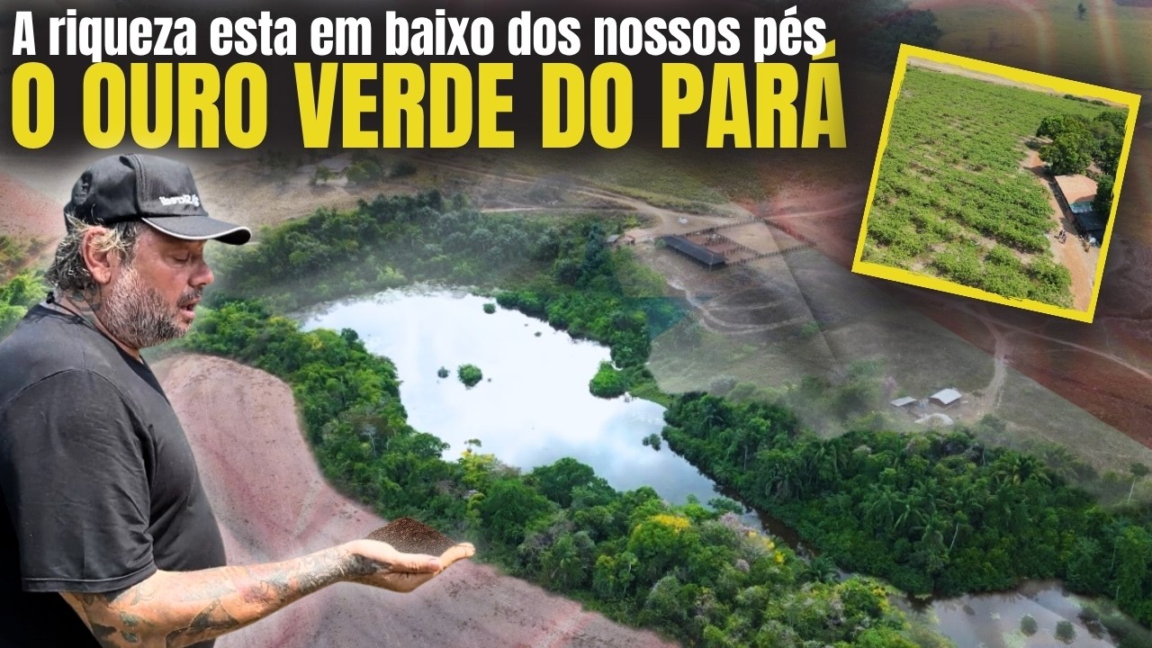 🪵 O OURO VERDE DO PARÁ! A madeira que o mundo quer, e o Brasil despreza 💰