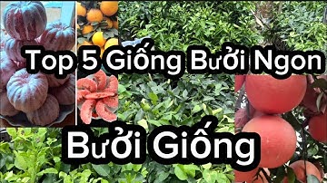 Top Những Giống Bưởi Ngon - Bưởi Bưởi Đỏ Tiến Vua, Bưởi Diễn,  Bưởi Da Xanh, Bưởi Tân Lạc ,,,