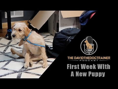 First Week With A New Puppy (A Breakdown)