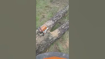 How to cut firewood logs without pinching the bar #Shorts