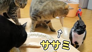 猫がササミを盗む瞬間を撮影しました！！