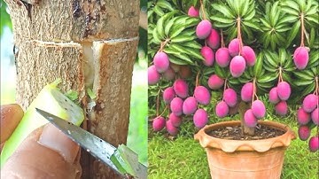 6 Tricks For Grafting Mango Tree Multiple Very Unique Compilation
