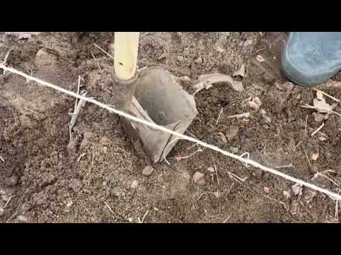 Planting potatoes