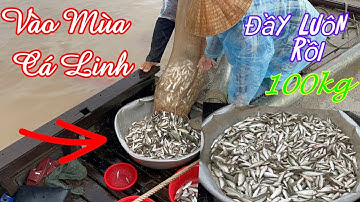 Dô Mùa Cá Linh Miền Tây. Người Dân Kéo Ra Đánh Bắt Số Lượng Cả Tấn Mỗi Ngày.