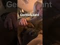 My gentle giant senses danger from afar but stays close to mom.