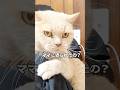 ママに怒られたの？#shorts #猫動画 #cat #cat #ブリティッシュショートヘア