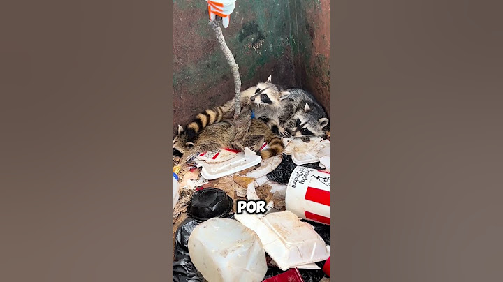 Unexpected Rescue! Girl Frees Family of Raccoons 🥹