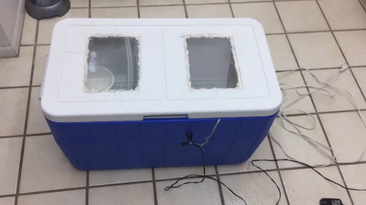 Homemade Cooler Reptile Egg Incubator! - YouTube