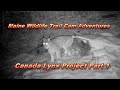 Maine Wildlife Trail Cam Adventures - Canada Lynx Project Part 1 ~