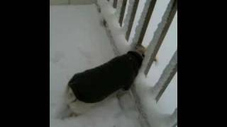 Dog Romping in the Snow 1.27.2011