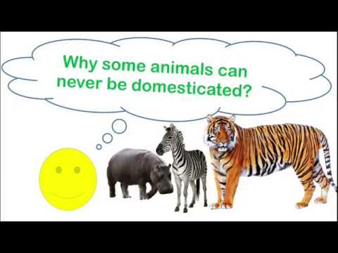 Why Some Animals Can Never be Domesticated - Domestication of Animals