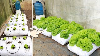 Grow a lush lettuce garden at home with this unique idea