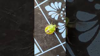 Southern Green Stink Bug#wildlifesanctuaries